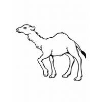 Camel coloring pages