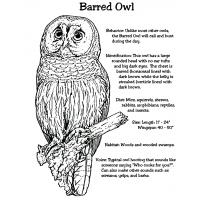 Owls Coloring pages