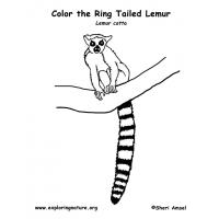 Lemur coloring pages