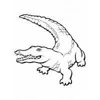Crocodile coloring pages