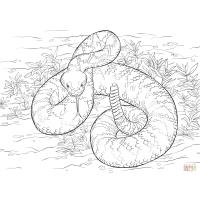 Rattlesnakes coloring pages