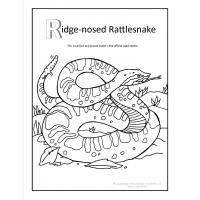 Rattlesnakes coloring pages
