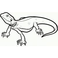 Reptile coloring pages
