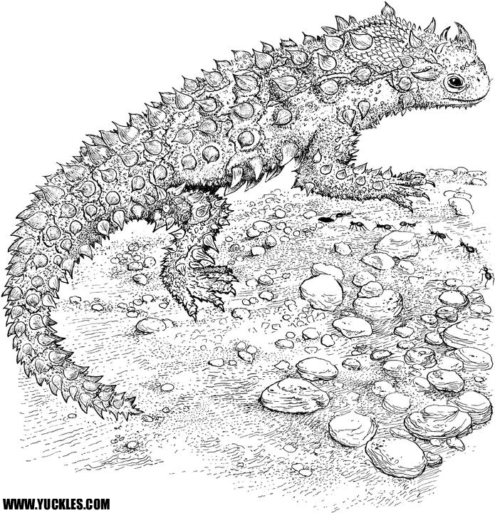 Download Reptile coloring pages to download and print for free