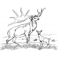Bull elk coloring pages