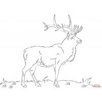 Bull elk coloring pages