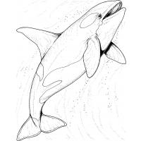 Whale coloring pages