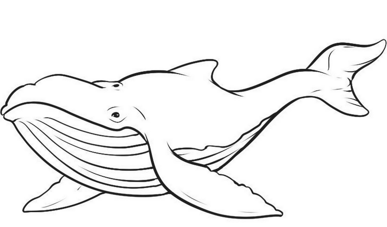Whale coloring pages to download and print for free