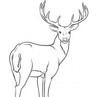 Deer coloring pages