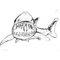 Shark coloring pages