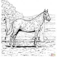 Palomino horse coloring pages