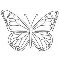 Monarch butterfly coloring pages
