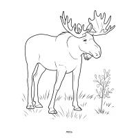 Wild animals coloring pages