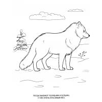 Wild animals coloring pages
