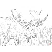 Moose coloring pages