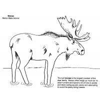 Moose coloring pages