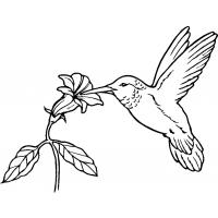 Hummingbird coloring pages