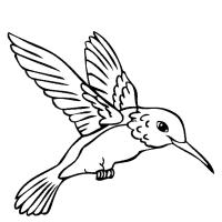 Hummingbird coloring pages