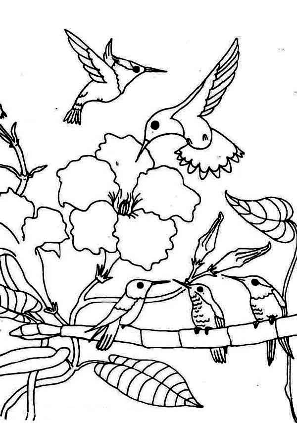 Hummingbird coloring pages to download and print for free