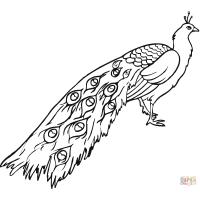 Peacocks coloring pages