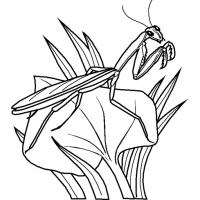 Insect coloring pages