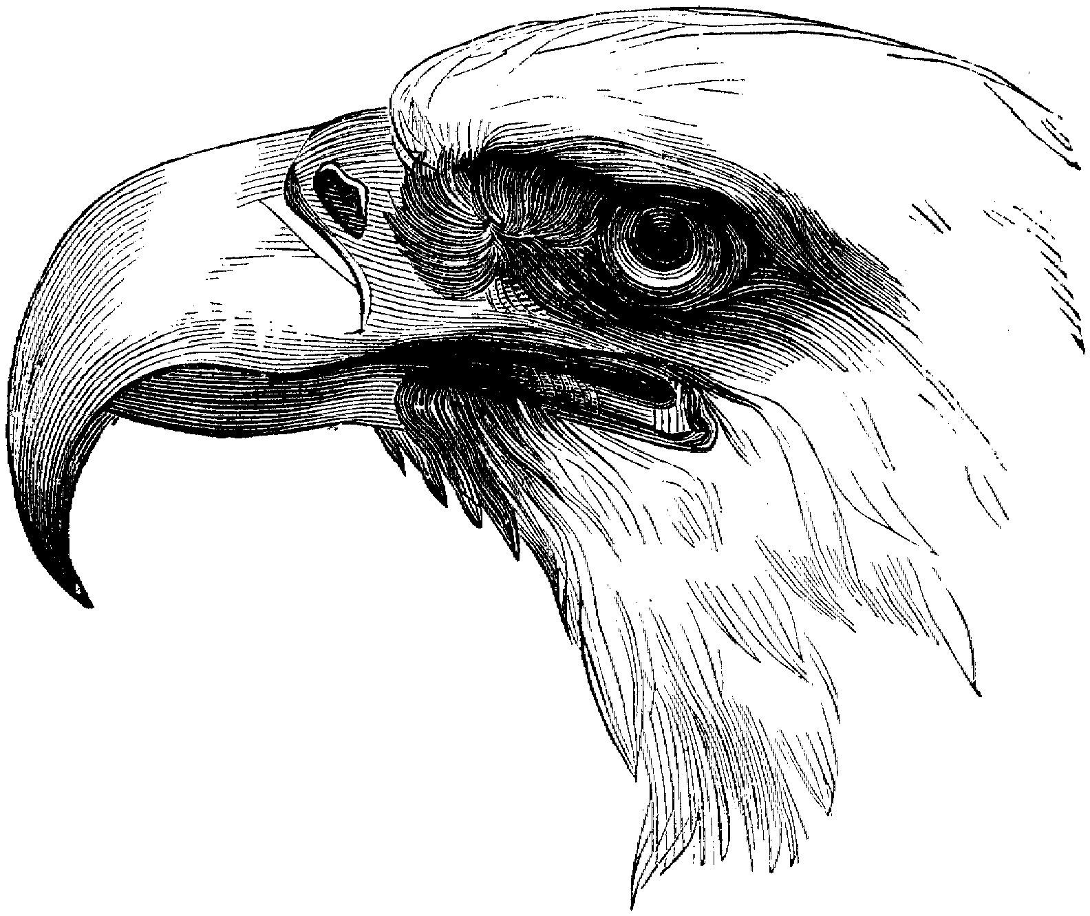Рисунок орла. Рисунки Орлов. Орел карандашом. Голова орла карандашом. Орёл птица карандашом.