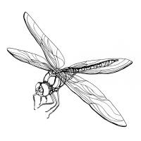 Dragonflies coloring pages