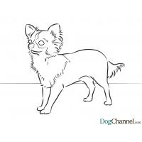 Chihuahua dog coloring pages