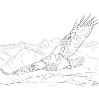 Bald eagle coloring pages