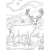 Red deer coloring pages