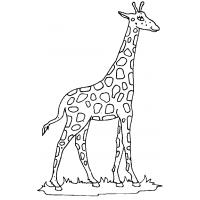 Giraffes coloring pages