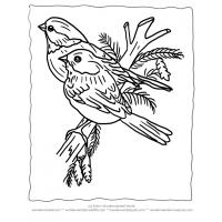 Winter bird coloring pages