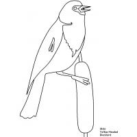 Yellow finch coloring pages