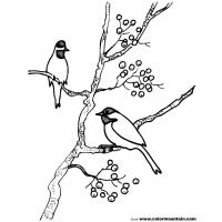 Yellow finch coloring pages