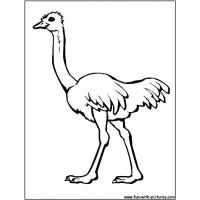 Birds of africa coloring pages