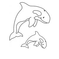 Killer whale coloring pages
