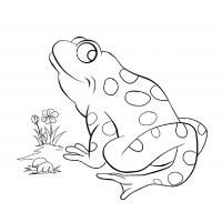 Frogs coloring pages