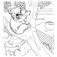 Koala coloring pages
