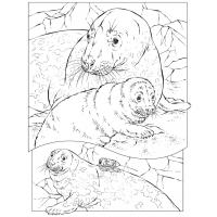 Leopard seal coloring pages