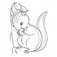 Chipmunk coloring pages