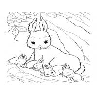 Bunny rabbit coloring pages
