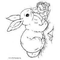 Bunny rabbit coloring pages