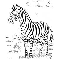 Zebra coloring pages