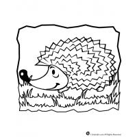 Hedgehog coloring pages