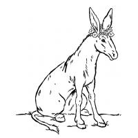 Donkey coloring pages