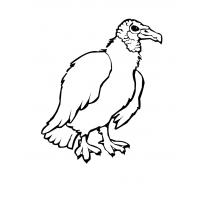 Vulture coloring pages