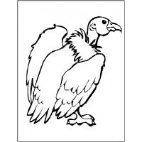 Vulture coloring pages