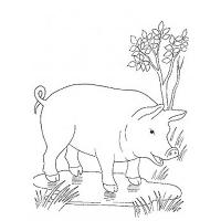 Pigs and piglets coloring pages
