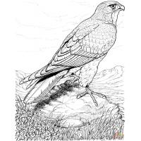 Hawk coloring pages
