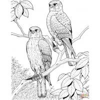 Hawk coloring pages